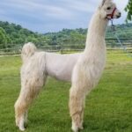 This Lacy's full sister, Aylia. This exactly what Lacy will look like at sale time (11 months old). The only difference is that Aylia is solid white & Lacy is white with a splash of Sandstone's tan color on her face.